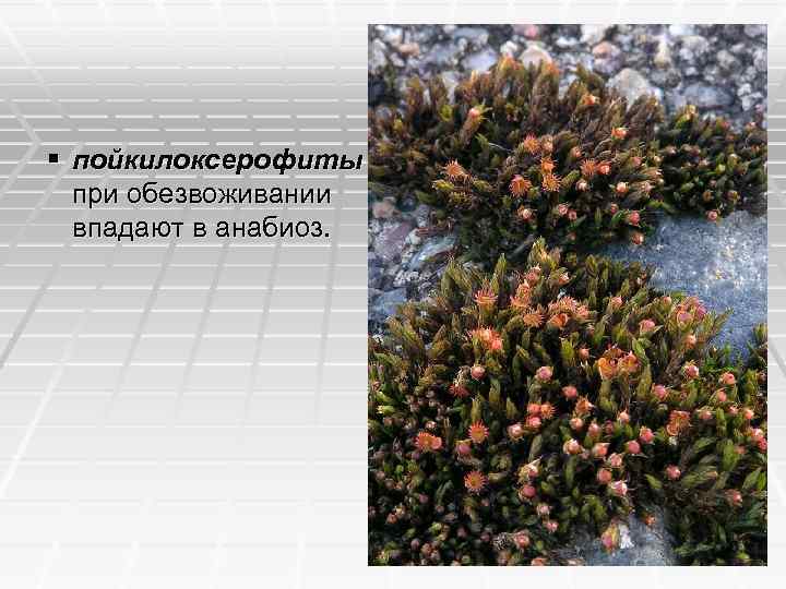 § пойкилоксерофиты при обезвоживании впадают в анабиоз. 