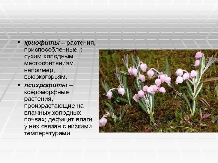 § криофиты – растения, приспособленные к сухим холодным местообитаниям, например, высокогорьям. § психрофиты –