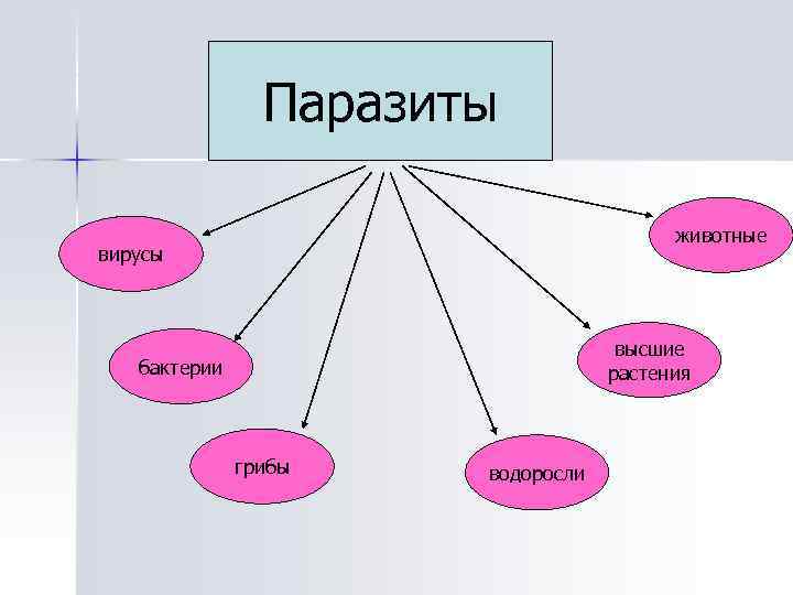 Паразиты животные вирусы высшие растения бактерии грибы водоросли 
