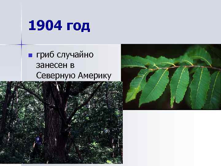 1904 год n гриб случайно занесен в Северную Америку 