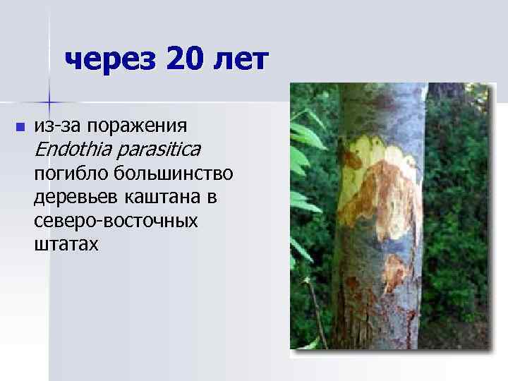 через 20 лет n из-за поражения Endothia parasitica погибло большинство деревьев каштана в северо-восточных