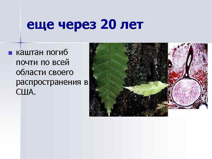 еще через 20 лет n каштан погиб почти по всей области своего распространения в