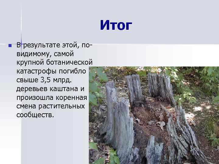 Итог n В результате этой, повидимому, самой крупной ботанической катастрофы погибло свыше 3, 5