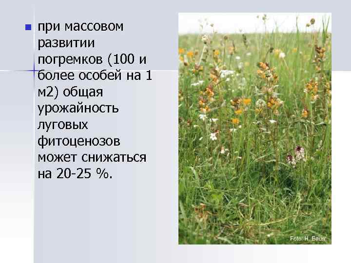 n при массовом развитии погремков (100 и более особей на 1 м 2) общая