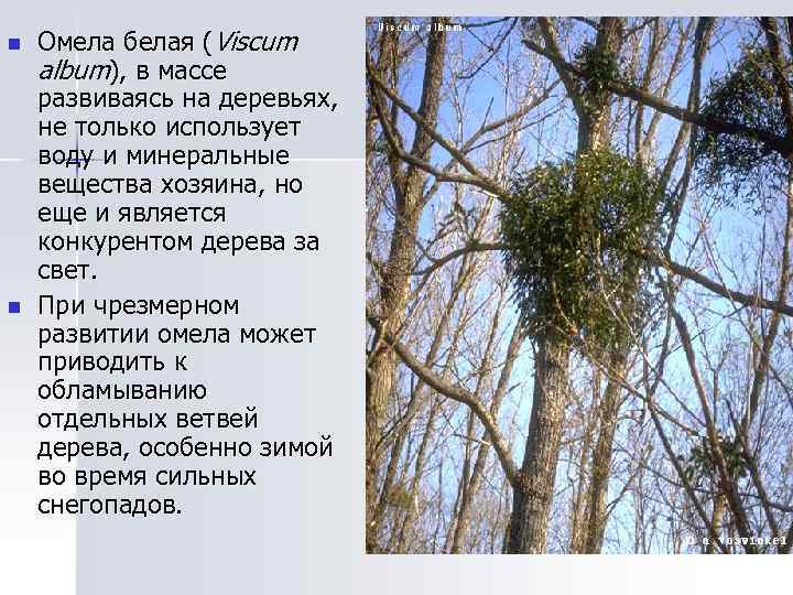 n n Омела белая (Viscum album), в массе развиваясь на деревьях, не только использует