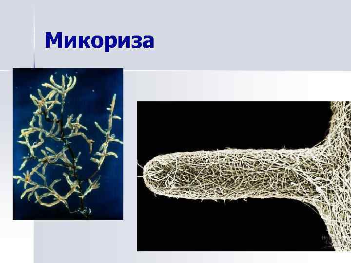 Арбускулярная микориза. Эндотрофная микориза. Микориза грибокорень. Микоризы бактерии.