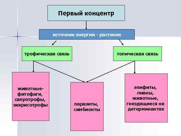 Первый концентр источник энергии - растение трофическая связь животныефитофаги, сапротрофы, эккрисотрофы топическая связь паразиты,