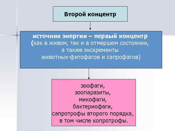 Второй концентр источник энергии – первый концентр (как в живом, так и в отмершем