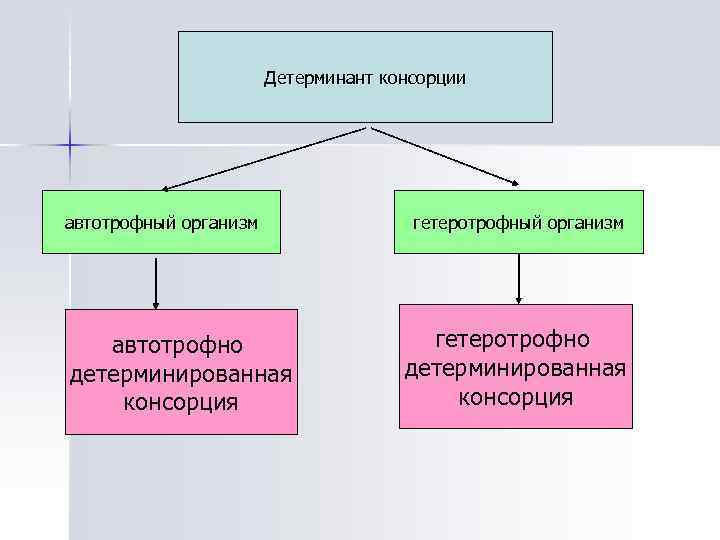 Типы обмена веществ автотрофный гетеротрофный. Консортивные связи. Детерминант экология. Автотрофные и гетеротрофные организмы таблица. Виды детерминанты экология.