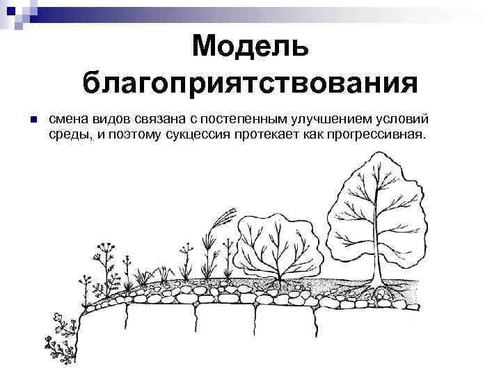 На рисунке представлена схема одного из вариантов сукцессии