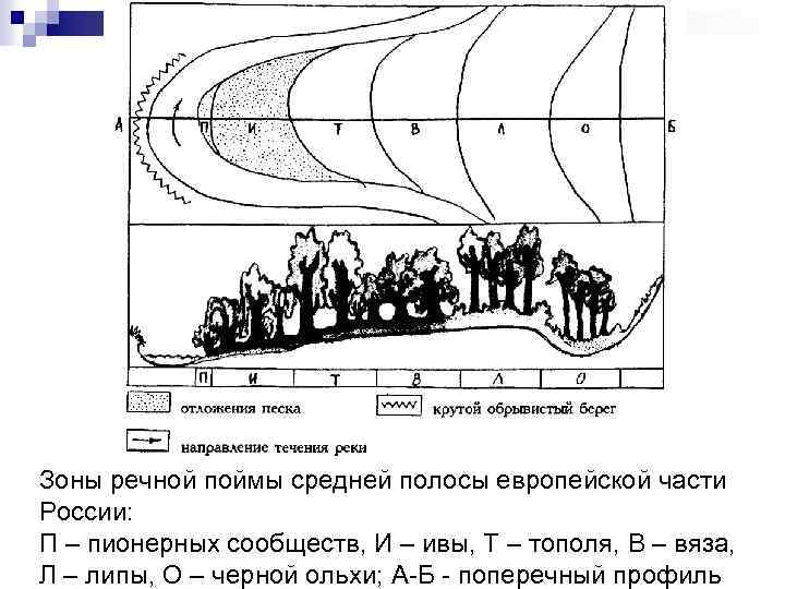 Зоны речной поймы средней полосы европейской части России: П – пионерных сообществ, И –