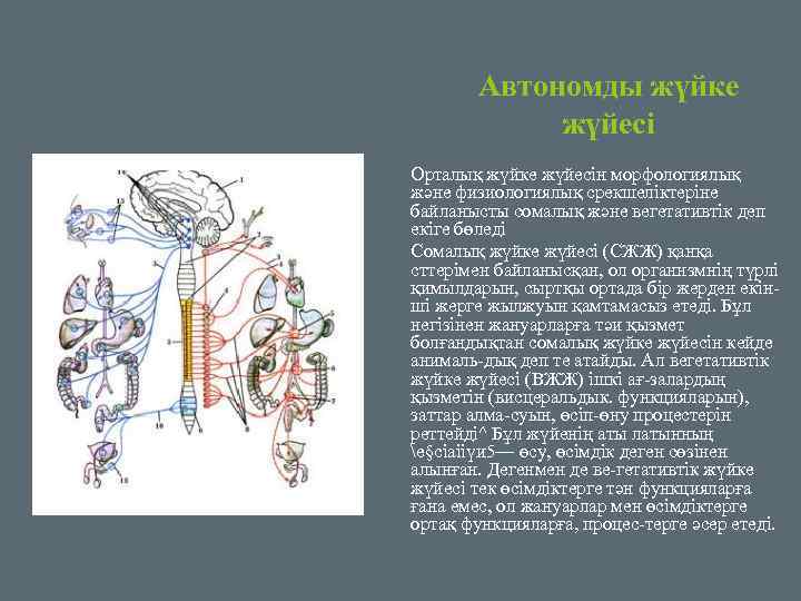 Автономды жүйке жүйесі Орталық жүйке жүйесін морфологиялық және физиологиялық срекшеліктеріне байланысты сомалық және вегетативтік