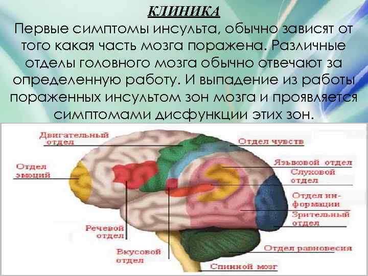 Зона инсульта. Отдел мозга отвечающий за зрение. Отдел мозга отвечающий за кровообращение.