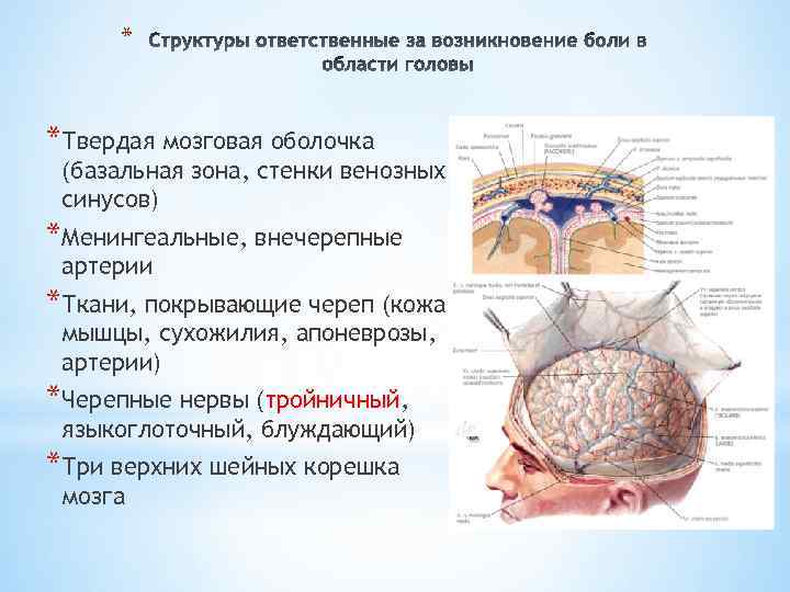 * *Твердая мозговая оболочка (базальная зона, стенки венозных синусов) *Менингеальные, внечерепные артерии *Ткани, покрывающие