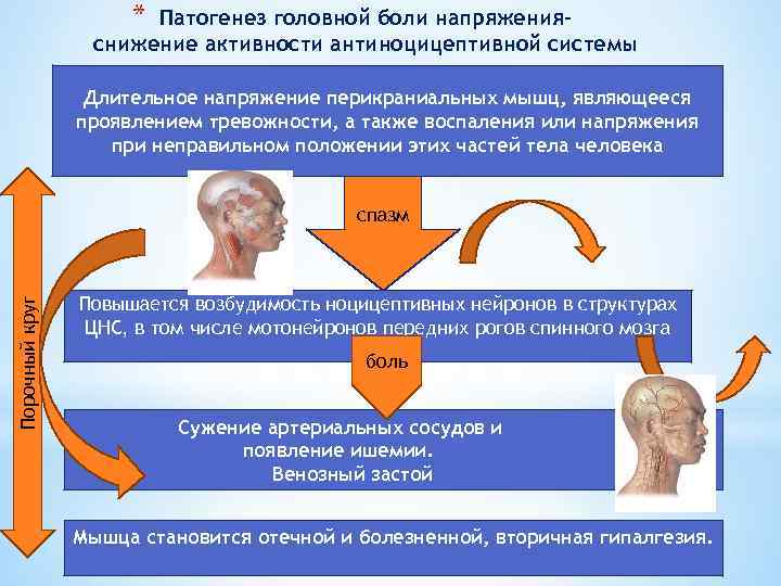 * Патогенез головной боли напряженияснижение активности антиноцицептивной системы Длительное напряжение перикраниальных мышц, являющееся проявлением