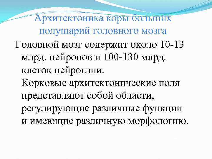 Архитектоника коры больших полушарий головного мозга Головной мозг содержит около 10 -13 млрд. нейронов