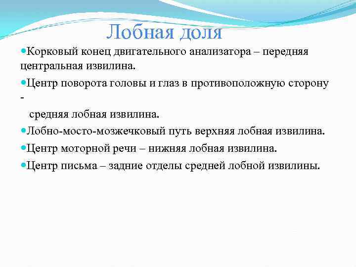 Лобная доля Корковый конец двигательного анализатора – передняя центральная извилина. Центр поворота головы и