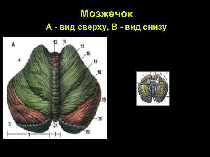 Мозжечок А - вид сверху, В - вид снизу 