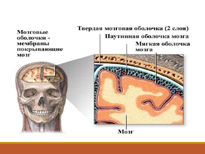 Оболочки головного мозга. Твердая оболочка головного мозга латынь. Паутинная оболочка и твердая мозговая оболочка. Твердая мягкая и паутинная оболочки головного. Головной мозг покрыт оболочками.