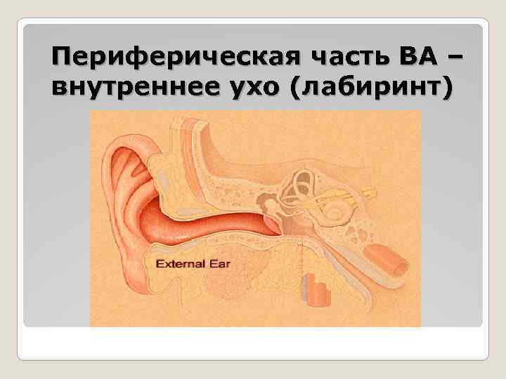 Периферическая часть ВА – внутреннее ухо (лабиринт) 