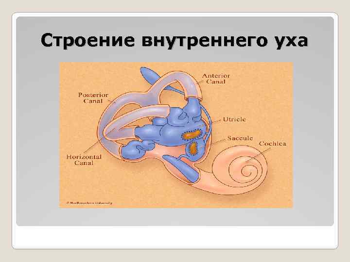 Строение внутреннего уха 