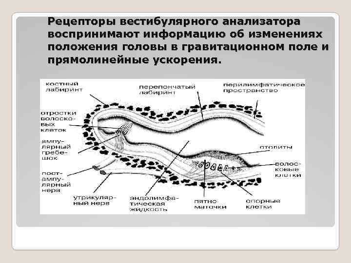 Рецепторы вестибулярного анализатора воспринимают информацию об изменениях положения головы в гравитационном поле и прямолинейные