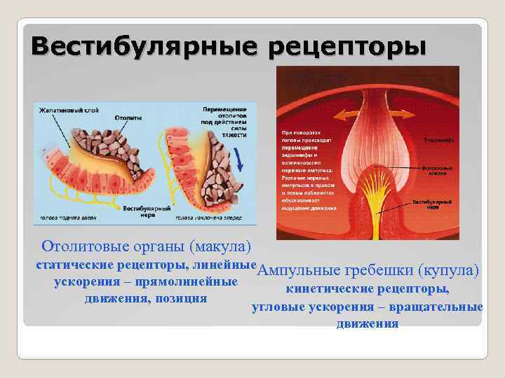 Вестибулярные рецепторы Отолитовые органы (макула) статические рецепторы, линейные. Ампульные гребешки (купула) ускорения – прямолинейные