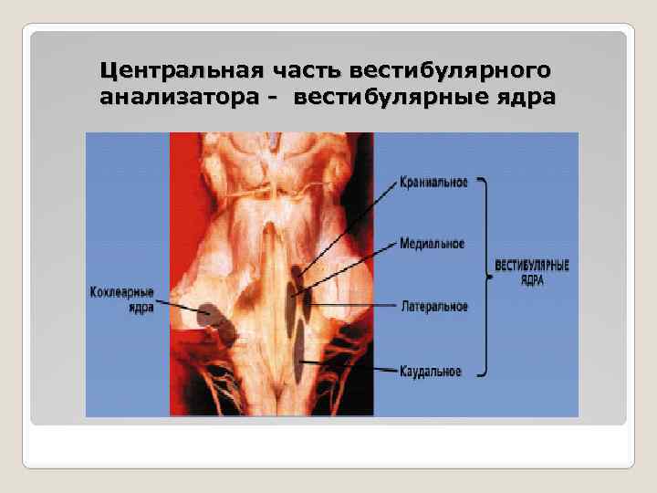 Центральная часть вестибулярного анализатора - вестибулярные ядра 