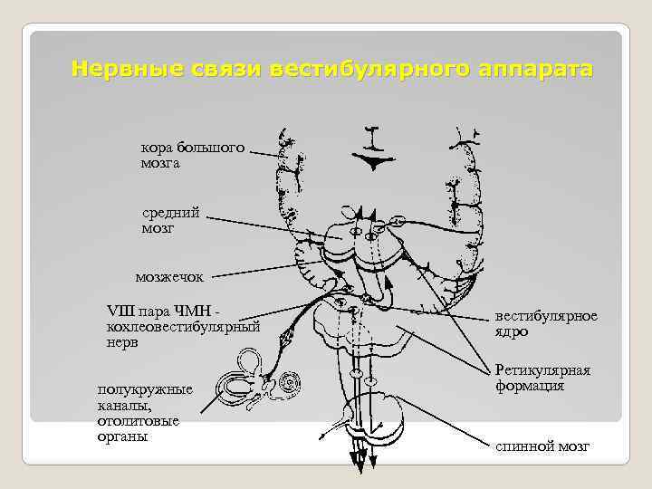 Нервные связи вестибулярного аппарата кора большого мозга средний мозг мозжечок VIII пара ЧМН кохлеовестибулярный