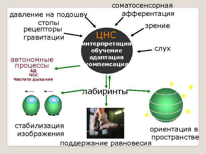 давление на подошву стопы рецепторы гравитации автономные процессы соматосенсорная афферентация ЦНС интерпретация обучение адаптация