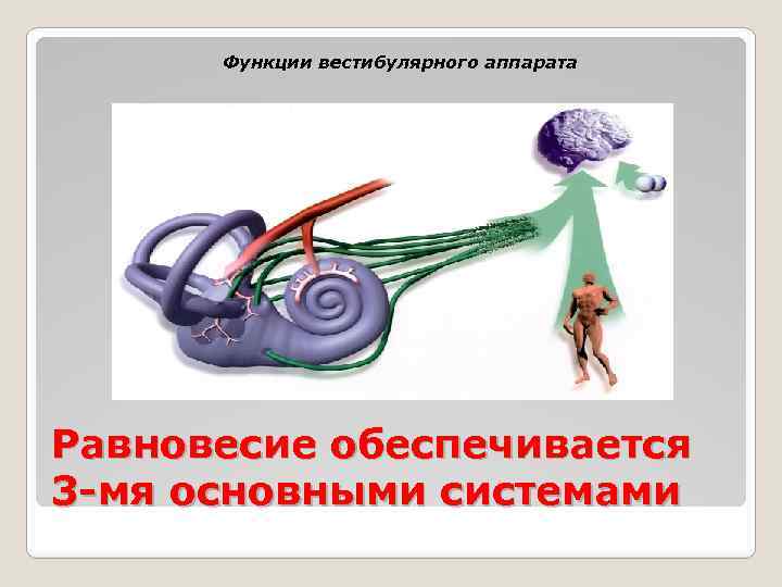 Функции вестибулярного аппарата Равновесие обеспечивается 3 -мя основными системами 