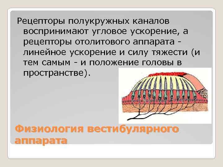 Рецепторы полукружных каналов воспринимают угловое ускорение, а рецепторы отолитового аппарата - линейное ускорение и