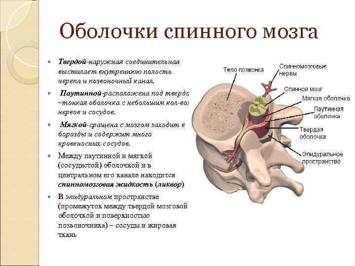 Оболочки спинного мозга Твердой-наружная соединительная выстилает внутреннюю полость черепа и позвоночный канал. Паутинной-расположена под
