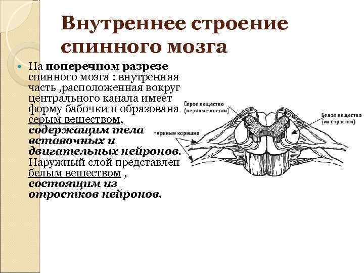 Внутреннее строение спинного мозга На поперечном разрезе спинного мозга : внутренняя часть , расположенная