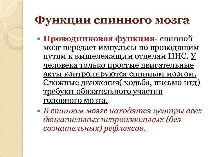 Функции спинного мозга Проводниковая функция- спинной мозг передает импульсы по проводящим путям к вышележащим