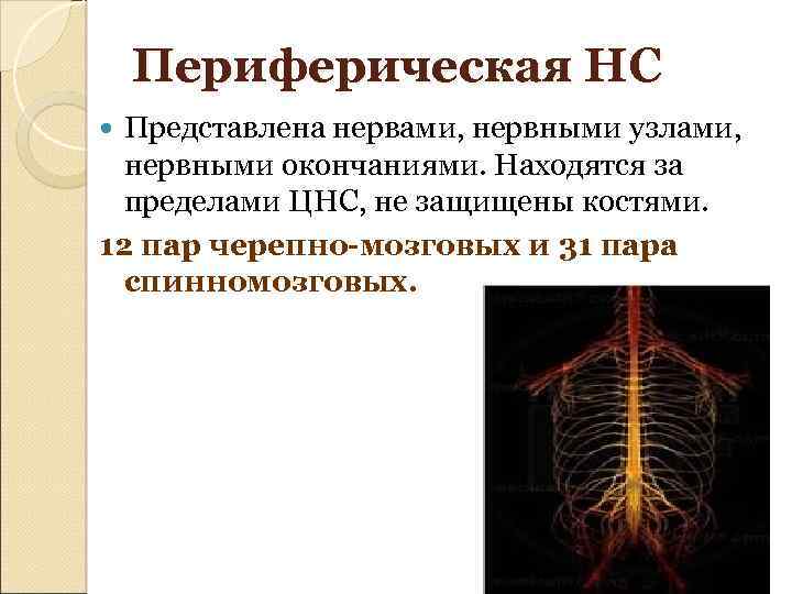 Периферическая НС Представлена нервами, нервными узлами, нервными окончаниями. Находятся за пределами ЦНС, не защищены