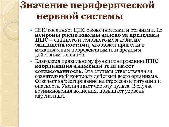  Значение периферической нервной системы ПНС соединяет ЦНС с конечностями и органами. Ее нейроны