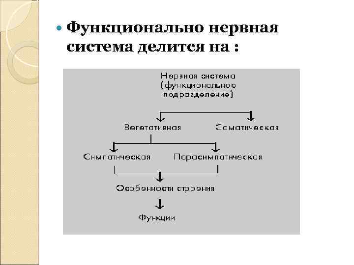  Функционально нервная система делится на : 