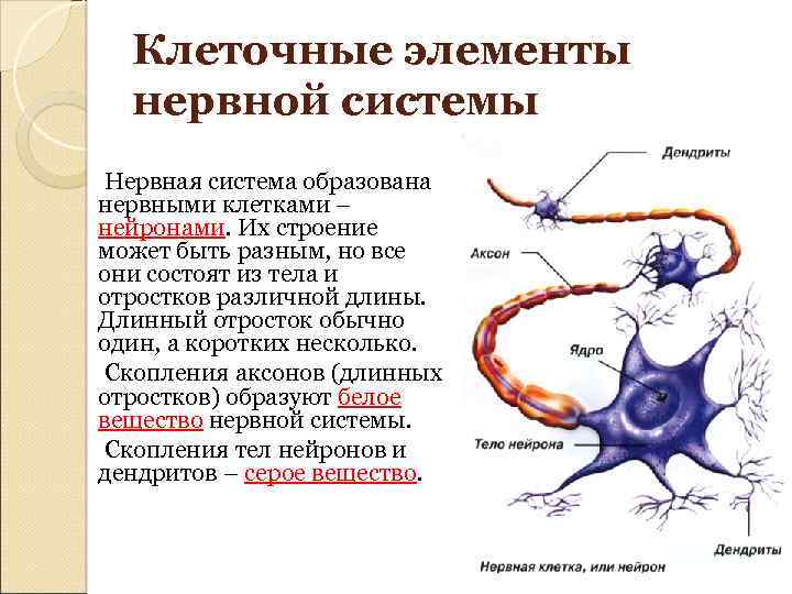 Клеточные элементы нервной системы Нервная система образована нервными клетками – нейронами. Их строение может