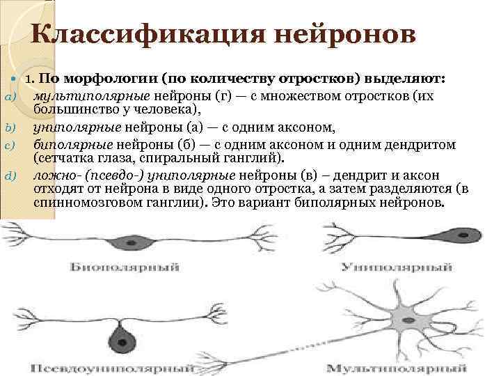 Классификация нейронов a) b) c) d) 1. По морфологии (по количеству отростков) выделяют: мультиполярные