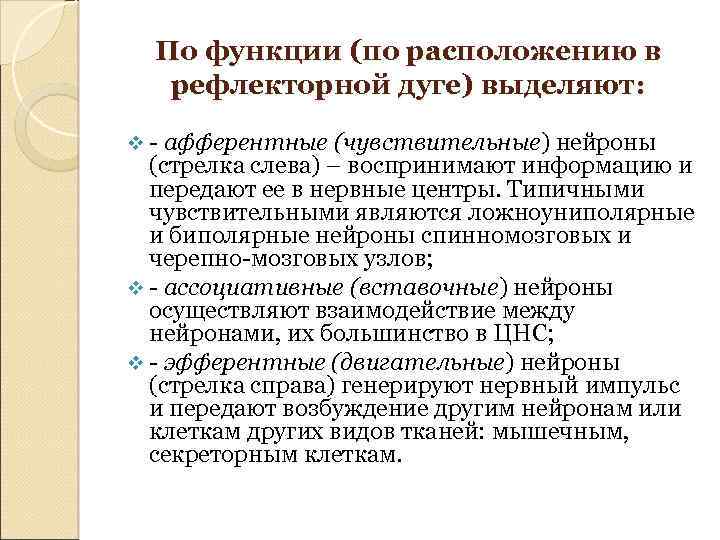 По функции (по расположению в рефлекторной дуге) выделяют: v - афферентные (чувствительные) нейроны (стрелка