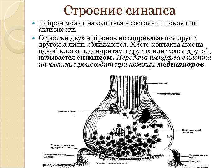 Строение синапса Нейрон может находиться в состоянии покоя или активности. Отростки двух нейронов не