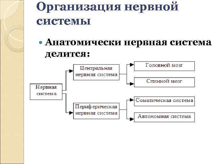 Организация нервной системы Анатомически нервная система делится: 