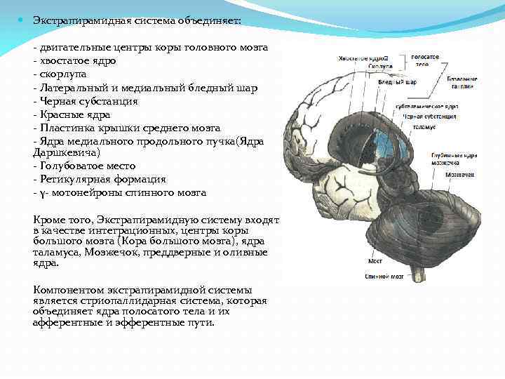  Экстрапирамидная система объединяет: - двигательные центры коры головного мозга - хвостатое ядро -