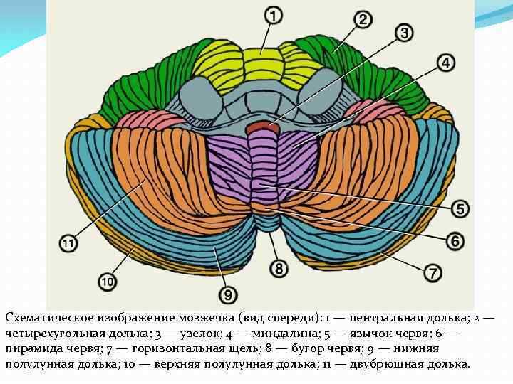 Схематическое изображение мозжечка (вид спереди): 1 — центральная долька; 2 — четырехугольная долька; 3