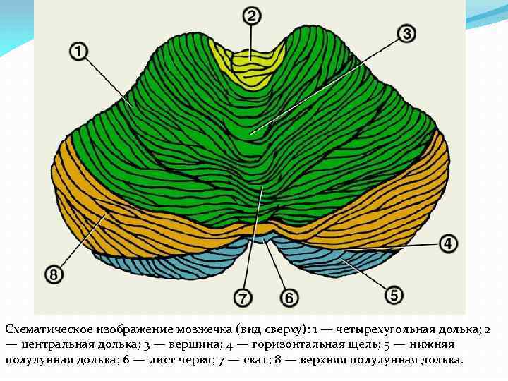 Схематическое изображение мозжечка (вид сверху): 1 — четырехугольная долька; 2 — центральная долька; 3
