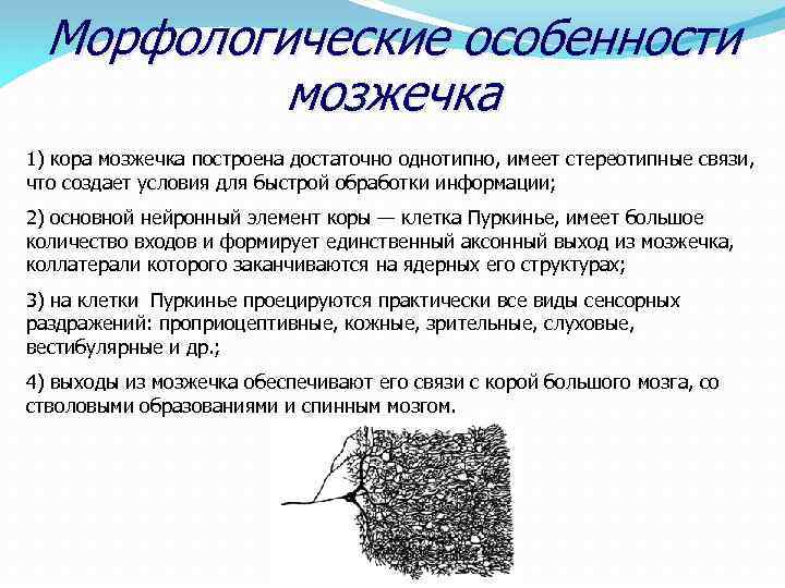 Морфологические особенности мозжечка 1) кора мозжечка построена достаточно однотипно, имеет стереотипные связи, что создает