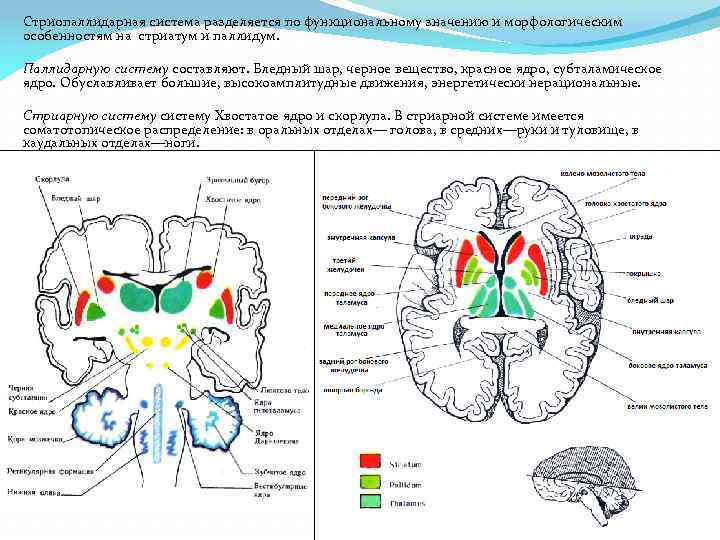 Стриопаллидарная система разделяется по функциональному значению и морфологическим особенностям на стриатум и паллидум. Паллидарную