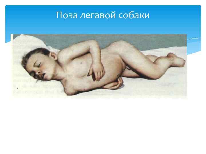 Поза легавой собаки 