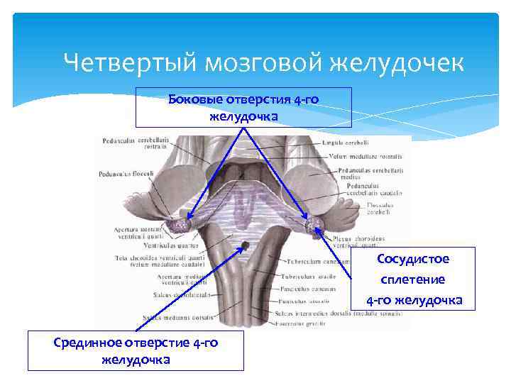 Боковые желудочки головного мозга рисунок